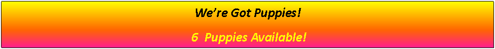 Text Box: We’re Got Puppies! 6  Puppies Available!