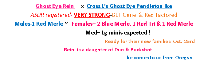 Text Box: Ghost Eye Rein     x  Cross L’s Ghost Eye Pendleton Ike                                       ASDR registered- VERY STRONG-BET Gene  & Red Factored                                                 Males-1 Red Merle ~   Females– 2 Blue Merle, 1 Red Tri & 1 Red Merle                            	         Med– Lg minis expected !                                                                             					Ready for their new families  Oct. 23rd                 			     Rein  is a daughter of Dun & Buckshot					                           			Ike comes to us from Oregon