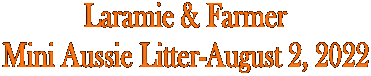 Laramie & Farmer
Mini Aussie Litter-August 2, 2022