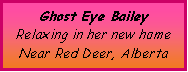 Text Box: Ghost Eye BaileyRelaxing in her new homeNear Red Deer, Alberta