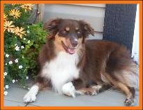 red tri mini aussie female
Ghost Eye Bailey