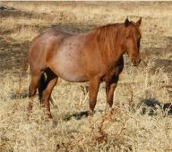 pm rems redhead