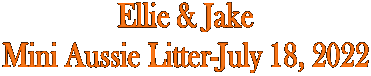 Ellie & Jake
Mini Aussie Litter-July 18, 2022