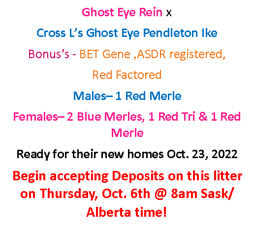 Text Box: Ghost Eye Rein x Cross L’s Ghost Eye Pendleton IkeBonus’s - BET Gene ,ASDR registered,Red FactoredMales– 1 Red MerleFemales– 2 Blue Merles, 1 Red Tri & 1 Red MerleReady for their new homes Oct. 23, 2022 Begin accepting Deposits on this litter on Thursday, Oct. 6th @ 8am Sask/Alberta time!         
