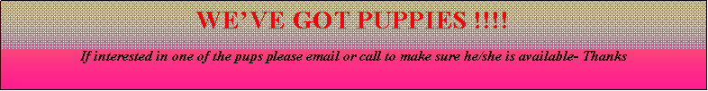 Text Box: WE’VE GOT PUPPIES !!!!
If interested in one of the pups please email or call to make sure he/she is available- Thanks