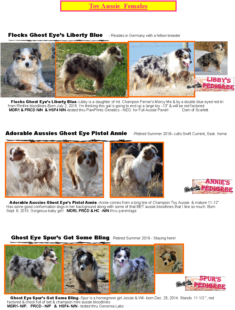 mercy me mini aussies