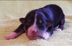 blue eyed blue merle mini aussie
Cedar Crest Ghost Eye Jessie