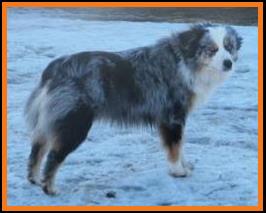 blue eyed blue merle mini aussie
Cedar Crest Ghost Eye Jessie
