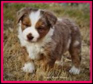 Blue Eyed Red Merle Miniature Australian Shepherd female pup for sale- BET Mini Aussie- Ghost Eye Mini Aussies- packetranch.com-Sask., Canada