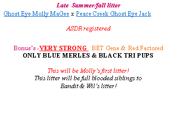 Text Box: BORN APRIL 1ST !!!
Fish’s Hippy Chic x Peace Creek Ghost Eye Jack
Schafferts Ghost Eye Wil
Whelped- April 1, 2013
6 pups-2males, 4 females
ASDR registered
3 red merle females, 1 blue merle female, 1 red tri male & 1 black tri male
Bonus’s - BET Gene & Red Factored
Ready for their new families May 27, 2013.
NOW accepting Deposits on this litter
I plan on reserving 1 of the 3 red merle females out of this litter for my program.