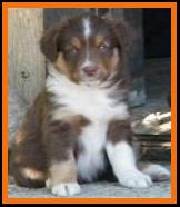 pup #7 @ 5 1/2 weeks old