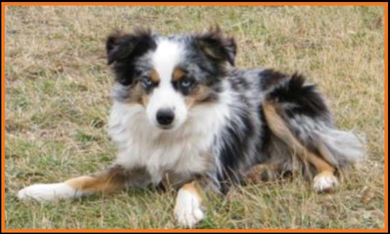 blue eyed blue merle miniature australian shepherd
Cedar Crest Ghost Eye Jessie