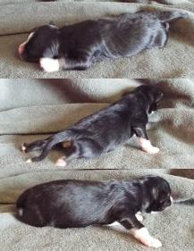 Rimfire Kate-double blue eyed blue merle mini aussie-Ghost Eye Mini Aussies in Sask. Canada