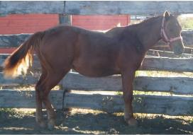 pup 5 @ 51/2 weeks old