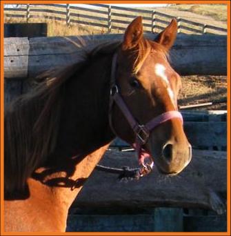 PM Joe's Blazin League-sorrel 2012 filly
PM Quarter Horses, Sask.,Canada