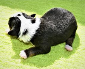 Peace Creek Ghost Eye Jack
Double blue eyed black tri male