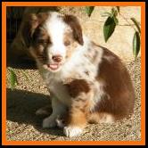 pup #9 @ 5 1/2 weeks old