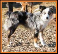 blue eyed blue merle mini aussie
Cedar Crest Ghost Eye Jessie