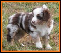 blue eyed red merle miniature australian shepherd-bet carrier
Ghost Eye Mini Aussies
