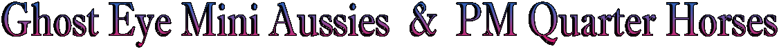 Ghost Eye Mini Aussies & PM Quarter Horses