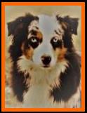 double blue eyed blue merle miniature australian shepherd- bet aussie lines- Ghost Eye Mini Aussies- packetranch.com- Sask., Canada