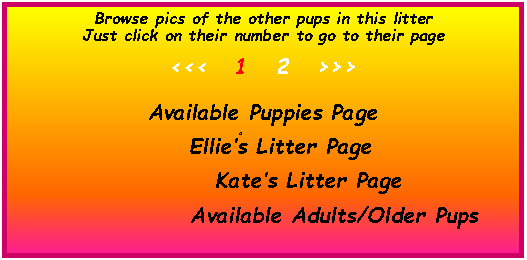 Text Box: Browse pics of the other pups in this litterJust click on their number to go to their page&nbsp;<<<   1   2   >>>&nbsp;Available Puppies Page  d	    Ellie�s Litter Page          Kate�s Litter Page                 		                     Available Adults/Older Pups