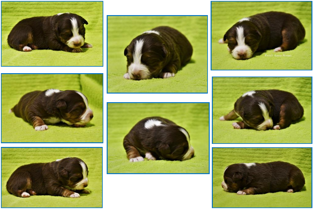 Blue eyed red tri Miniature Australian Shepherd pup for sale- bet mini aussie- Ghost Eye Mini Aussies- packetranch.com- Sask., Canada