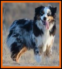 double blue eyed blue merle miniature australian shepherd- bet aussie lines- Ghost Eye Mini Aussies- packetranch.com- Sask., Canada