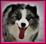 Timberline Ghost Eye Blue Juniper - blue eyed Blue Bi merle AKC Australian Shepherd of the mini aussie size- bet aussie lines- Ghost Eye Mini Aussies- Sask., Canada