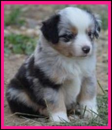 Four Oakes Ghost Eye's Mardi Gras- blue eyed blue merle mini aussie- AKC Aussie- ASDR Miniature Australian Shepherd- Ghost Eye Mini Aussies- packetranch.com- Sask., Canada