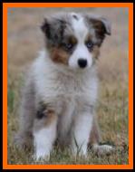 blue eyed blue merle toy australian shepherd female- Fullertons Ghost Eye's Stampede N Josie- bet toy aussie lines- Ghost Eye Mini Aussies- packetranch.com- Sask., Canada