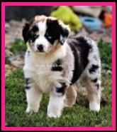 Ghost Eye's Hidden Gem- blue eyed harlequin blue merle miniature australian shepherd- ASDR Mini Aussie- Ghost Eye Mini Aussies- packetranch.com- Sask., Canada