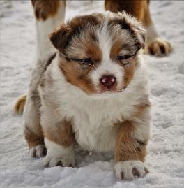 Four Oakes Ghost Eye's Mardi Gras- blue eyed blue merle mini aussie- AKC Aussie- ASDR Miniature Australian Shepherd- Ghost Eye Mini Aussies- packetranch.com- Sask., Canada