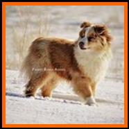 red merle miniature australian shepherd- Timberline Ghost Eye's Missouri Kate- AKC Australian Shepherd-ASDR Mini Aussie- Ghost Eye Mini Aussies- packetranch.com- Sask., Canada