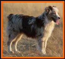 blue eyed red merle miniature australian shepherd- Ghost Eye's Waltz N Matilda- ASDR Mini Aussie- Ghost Eye Mini Aussies- packetranch.com- Sask., Canada