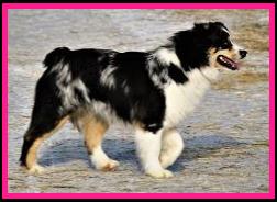 Ghost Eye's Hidden Gem- blue eyed harlequin blue merle miniature australian shepherd- ASDR Mini Aussie- Ghost Eye Mini Aussies- packetranch.com- Sask., Canada