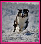 Ghost Eye's Hidden Gem- blue eyed harlequin blue merle miniature australian shepherd- ASDR Mini Aussie- Ghost Eye Mini Aussies- packetranch.com- Sask., Canada