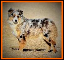blue eyed blue merle miniature australian shepherd- Timberline Ghost Eye'Eldorado Blue- AKC Australian Shepherd-ASDR Mini Aussie- Ghost Eye Mini Aussies- packetranch.com- Sask., Canada