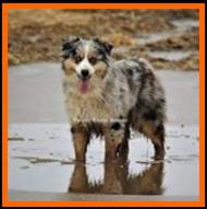 blue eyed blue merle miniature australian shepherd- Timberline Ghost Eye'Eldorado Blue- AKC Australian Shepherd-ASDR Mini Aussie- Ghost Eye Mini Aussies- packetranch.com- Sask., Canada