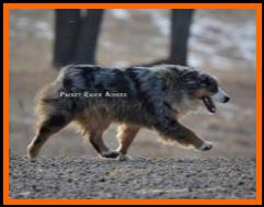 blue eyed blue merle miniature australian shepherd- Timberline Ghost Eye'Eldorado Blue- AKC Australian Shepherd-ASDR Mini Aussie- Ghost Eye Mini Aussies- packetranch.com- Sask., Canada