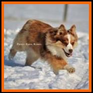 red merle miniature australian shepherd- Timberline Ghost Eye's Missouri Kate- AKC Australian Shepherd-ASDR Mini Aussie- Ghost Eye Mini Aussies- packetranch.com- Sask., Canada