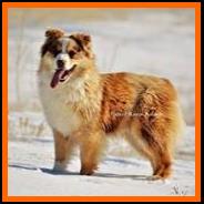 red merle miniature australian shepherd- Timberline Ghost Eye's Missouri Kate- AKC Australian Shepherd-ASDR Mini Aussie- Ghost Eye Mini Aussies- packetranch.com- Sask., Canada