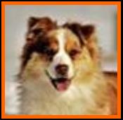 red merle miniature australian shepherd- Timberline Ghost Eye's Missouri Kate- AKC Australian Shepherd-ASDR Mini Aussie- Ghost Eye Mini Aussies- packetranch.com- Sask., Canada