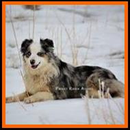 blue eyed blue merle miniature australian shepherd- Ghost Eye's Hillbilly Deluxe- ASDR Mini Aussie- Ghost Eye Mini Aussies- packetranch.com- Sask., Canada