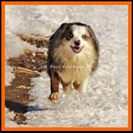 blue eyed blue merle miniature australian shepherd- Ghost Eye's Hillbilly Deluxe- ASDR Mini Aussie- Ghost Eye Mini Aussies- packetranch.com- Sask., Canada