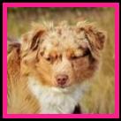 Ghost Eye's Tiger Lily - blue eyed red merle Australian Shepherd of the toy aussie size- bet aussie lines- Ghost Eye Mini Aussies- Sask., Canada