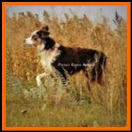 Ghost Eye's Prairie Wildfire- blue eyed harlequin red merle miniature australian shepherd- ASDR Mini Aussie- Ghost Eye Mini Aussies- packetranch.com- Sask., Canada