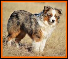 blue eyed blue merle toy australian shepherd female- Fullertons Ghost Eye's Stampede N Josie- bet toy aussie lines- Ghost Eye Mini Aussies- packetranch.com- Sask., Canada