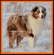 Ghost Eye's Mustang Sally- blue eyed red merle miniature australian shepherd- ASDR Mini Aussie- Ghost Eye Mini Aussies- packetranch.com- Sask., Canada