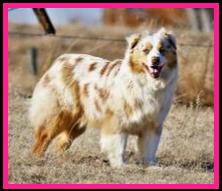 Timberline Ghost Eye Amarillo By Mornin - blue eyed red merle AKC Australian Shepherd of the mini aussie size- bet aussie lines- Ghost Eye Mini Aussies- Sask., Canada